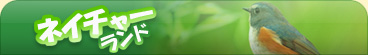 �l�C�`���[�����h