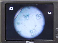 顕微鏡写真