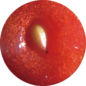 顕微鏡写真：いちごの種