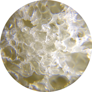 顕微鏡写真：食パン