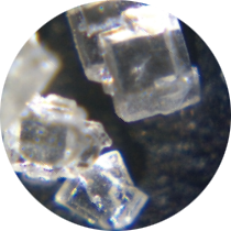 顕微鏡写真：グラニュー糖