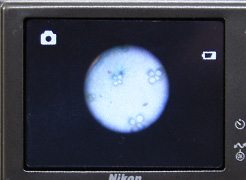 顕微鏡写真