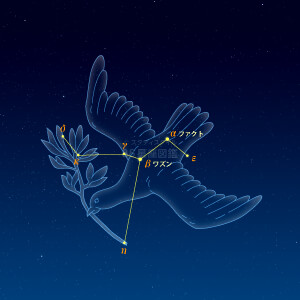 はと座イラスト（天体情報入）