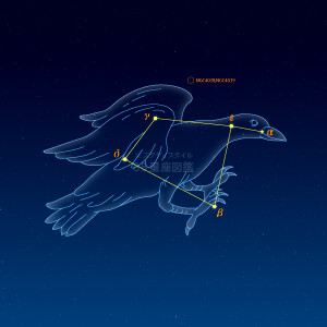 からす座イラスト（天体情報入）