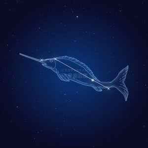 かじき座イラスト