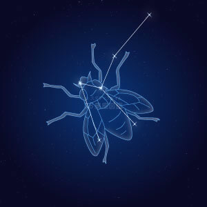 はえ座イラスト