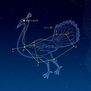 くじゃく座イラスト（天体情報入）